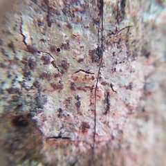 Bathelium carolinianum