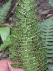 Blechnum microphyllum