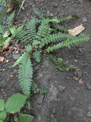 Blechnum microphyllum