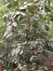 Chrysobalanaceae