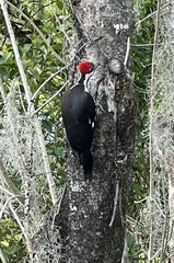 Dryocopus