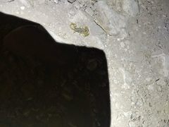 Paruroctonus gracilior