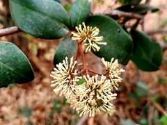Ixora brachiata