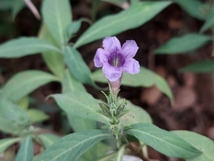 Strobilanthes integrifolius
