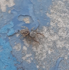 Macaroeris nidicolens