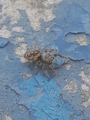 Macaroeris nidicolens