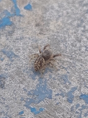 Macaroeris nidicolens