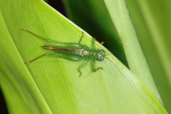 Cephalophlugis cephalotes