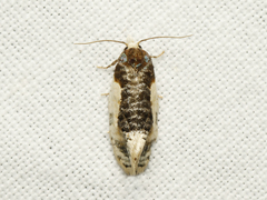 Henricus edwardsiana