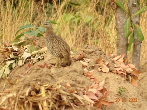 Double-spurred Spurfowl