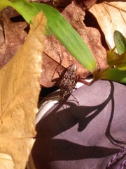 Anthophylax attenuatus