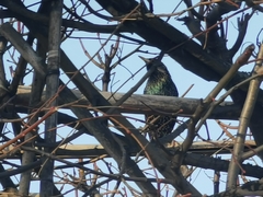 Sturnus vulgaris