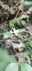 Ligustrum liukiuense