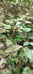 Ligustrum liukiuense