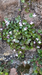 Cymbalaria