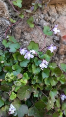 Cymbalaria