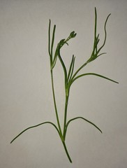Spergularia