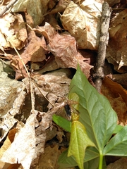 Anthophylax attenuatus