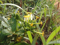 Mussaenda isertiana