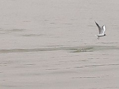 Chroicocephalus ridibundus