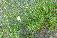 Helianthemum apenninum