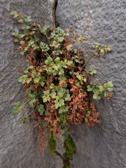 Asplenium ruta-muraria