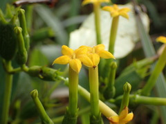 Mussaenda isertiana