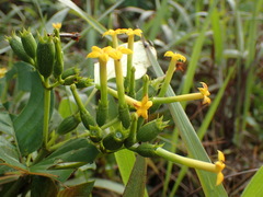 Mussaenda isertiana