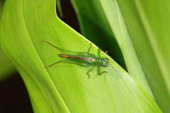 Cephalophlugis cephalotes