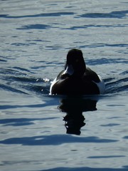 Aythya fuligula
