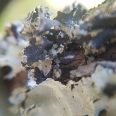 Parmotrema rampoddense