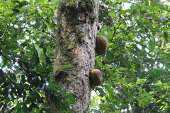 Omphalocarpum procerum