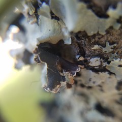 Parmotrema rampoddense