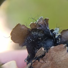 Parmotrema rampoddense