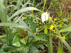 Mussaenda isertiana