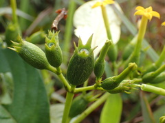 Mussaenda isertiana