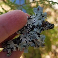 Parmotrema rampoddense