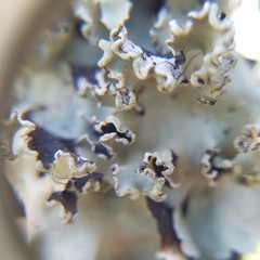 Parmotrema rampoddense