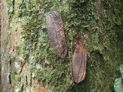 Gilbertiodendron ogoouense