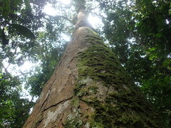 Gilbertiodendron ogoouense