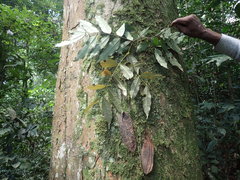 Gilbertiodendron ogoouense