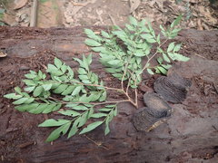 Cynometra hankei