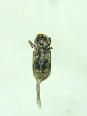Cnesinus strigicollis