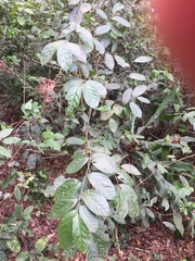 Microcos malacocarpa