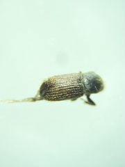 Cnesinus strigicollis