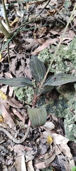Ludisia discolor