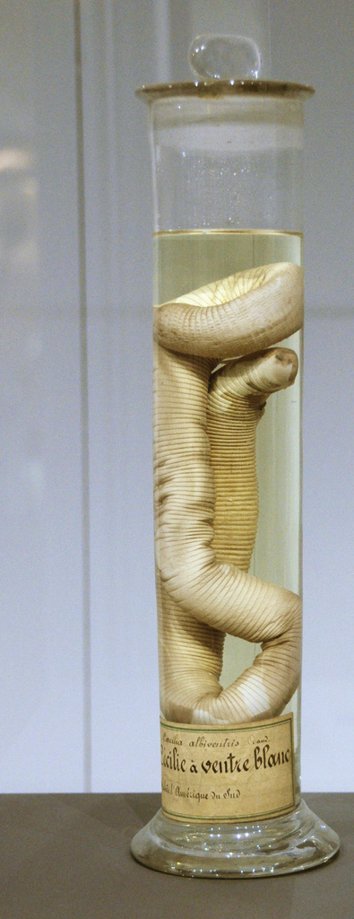 White-bellied Caecilian