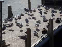 Chroicocephalus ridibundus