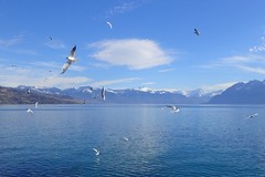 Chroicocephalus ridibundus