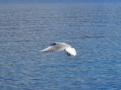 Chroicocephalus ridibundus